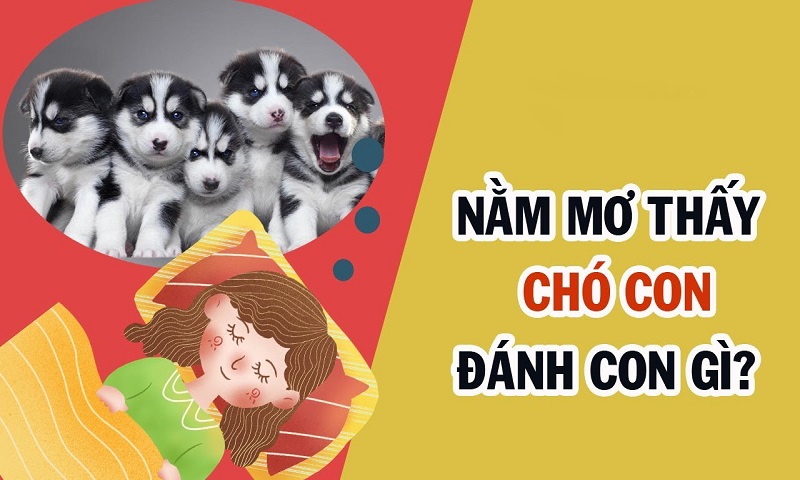 Tìm ra con số thích hợp khi mộng thấy chó