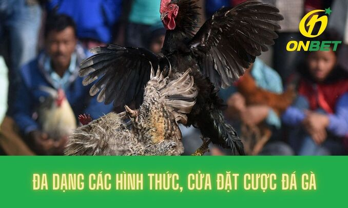 Tìm hiểu về các hình thức và cửa đặt của đá gà Campuchia tại Onbet